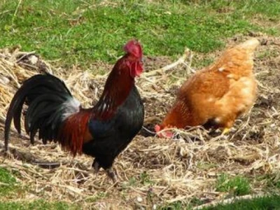 Kokoši