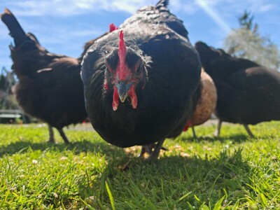 Kokoši Emine Benije Šomođi nose jaja različitih boja
