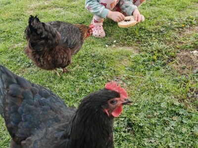 Kokoši Emine Benije Šomođi nose jaja različitih boja