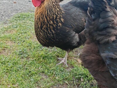 Kokoši Emine Benije Šomođi nose jaja različitih boja