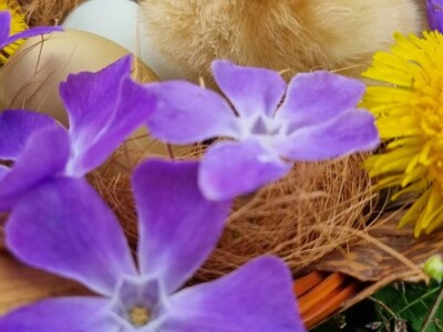 Kokoši Emine Benije Šomođi nose jaja različitih boja