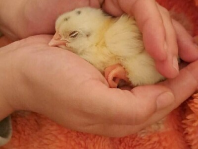 Kokoši Emine Benije Šomođi nose jaja različitih boja