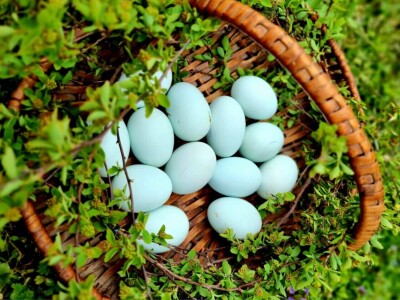 Kokoši Emine Benije Šomođi nose jaja različitih boja