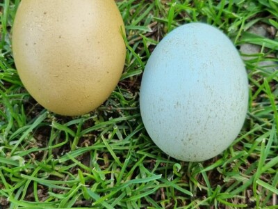 Kokoši Emine Benije Šomođi nose jaja različitih boja