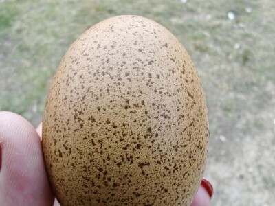 Kokoši Emine Benije Šomođi nose jaja različitih boja