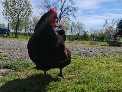 Kokoši Emine Benije Šomođi nose jaja različitih boja