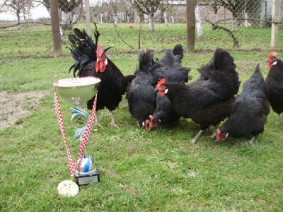 Kokoši hrvatice branitelja zadrugara Željka Tomasa BZ Pauk-Čeka Imotski