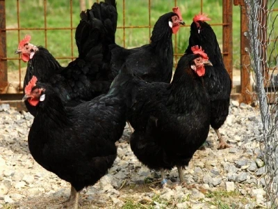 Kokoši hrvatice iz domaćeg uzgoja OPG Željko Tomas