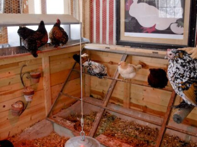 Kreativna unutrašnjost kokošinjca Kreativna unutrašnjost kokošinjca