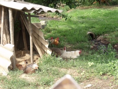 Kokoške u dvorištima