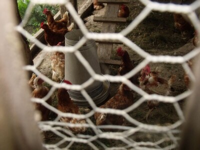 Kokoške u dvorištima