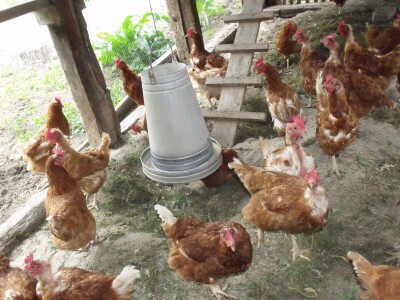 Kokoške u dvorištima