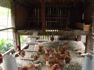 Kokoške u dvorištima