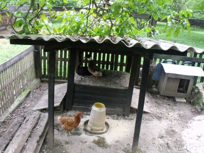 Kokoške u dvorištima
