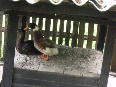 Kokoške u dvorištima