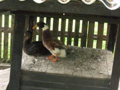 Kokoške u dvorištima