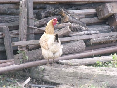 Kokoške u dvorištima