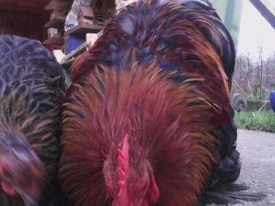 Kokoške u dvorištima