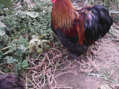 Kokoške u dvorištima