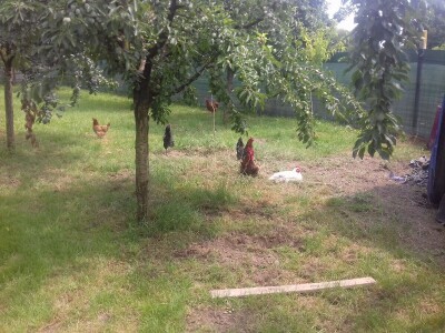 Kokoške u dvorištima