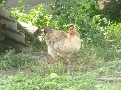 Kokoške u dvorištima