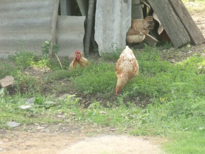 Kokoške u dvorištima