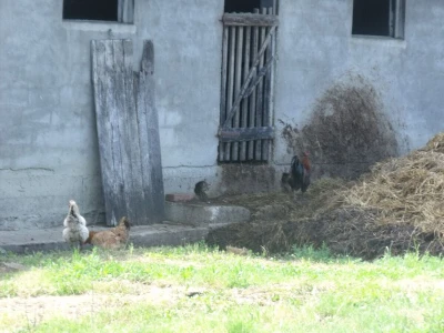 Kokoške u dvorištima