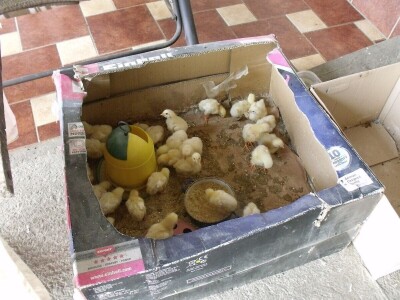 Kokoške u dvorištima