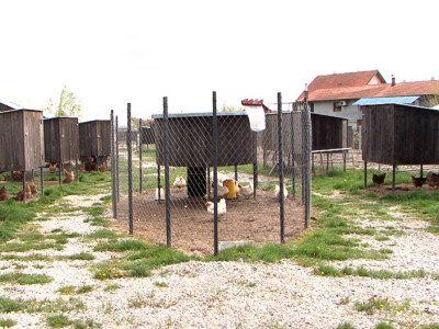 Kokošvaroš- farma za uzgoj eko peradi Kokošvaroš- farma za uzgoj eko peradi