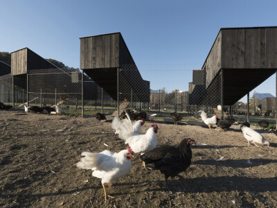 Kokošvaroš- farma za uzgoj eko peradi Kokošvaroš- farma za uzgoj eko peradi