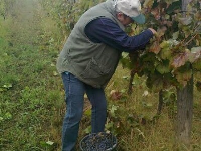 U vinogradu stalno ima posla