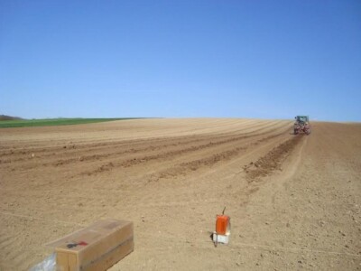 Novi nasadi na Banskoj kosi u Baranji