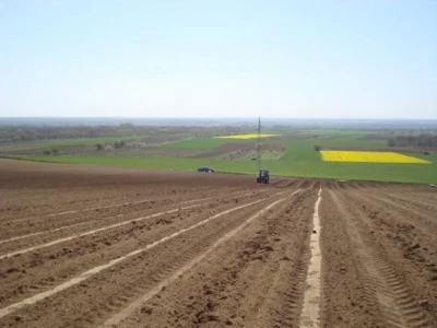 Novi nasadi na Banskoj kosi u Baranji