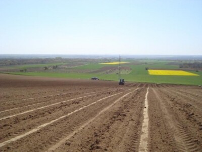 Novi nasadi na Banskoj kosi u Baranji