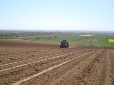 Novi nasadi na Banskoj kosi u Baranji