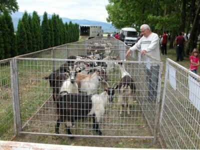 Jedna od kolekcija hrvatske šarene koze na stočnom sajmu u Sinju, među kojima i Živaljev jarac