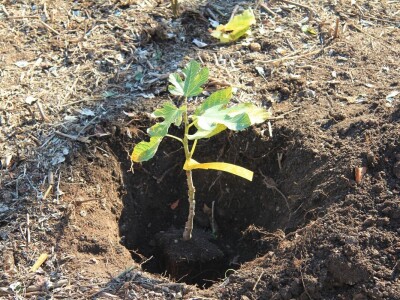 Kolektivna sadnja drveća u Kastvu