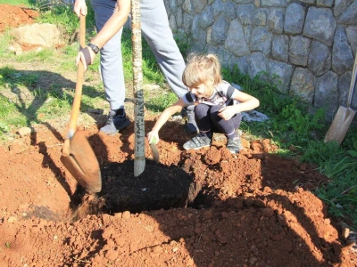 Kolektivna sadnja drveća u Kastvu