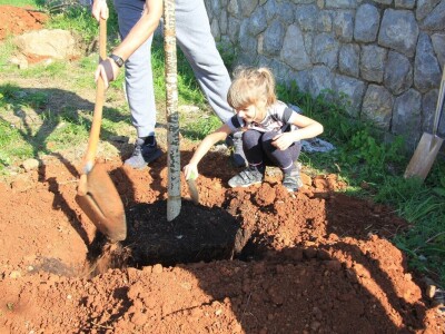 Kolektivna sadnja drveća u Kastvu