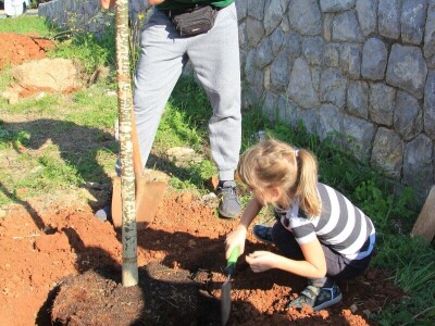 Kolektivna sadnja drveća u Kastvu