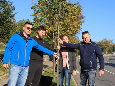 Kolektivna sadnja drveća u Kastvu