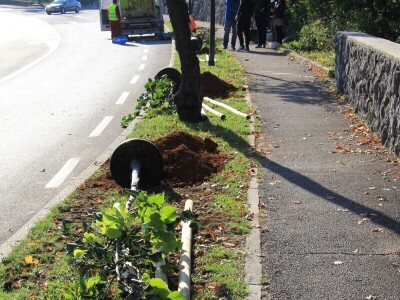 Kolektivna sadnja drveća u Kastvu
