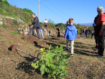 Kolektivna sadnja drveća u Kastvu