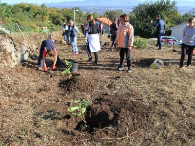 Kolektivna sadnja drveća u Kastvu