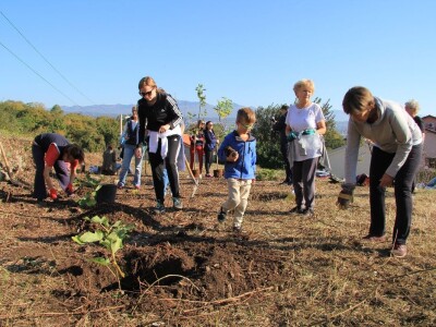 Kolektivna sadnja drveća u Kastvu