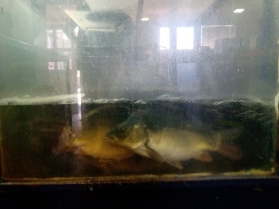 Koliko košta krsna slava