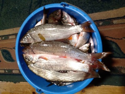 Koliko košta krsna slava