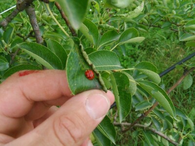 Kolonije lisnih vaši na kruškama Kolonije lisnih vaši na kruškama