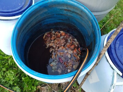 Kolonije lisnih vaši na kruškama Kolonije lisnih vaši na kruškama