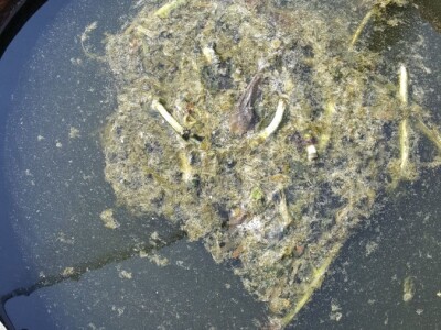 Kolonije lisnih vaši na kruškama Kolonije lisnih vaši na kruškama